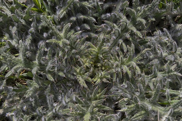 Leaf rosette of a carduus marianus