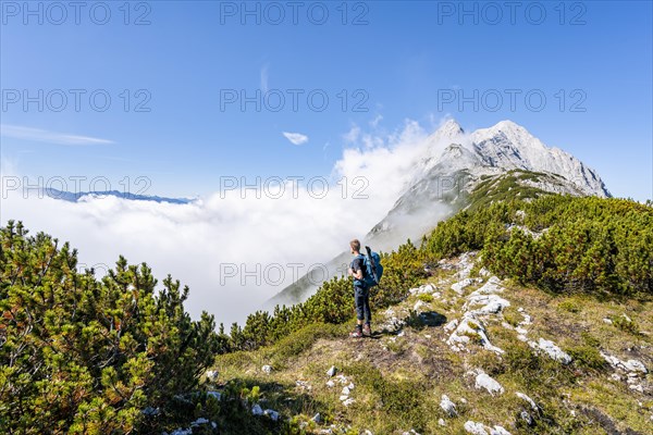 Hiker on the ridge of the Mieminger Kette between mountain pines