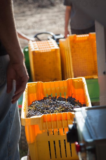 Vintner standing next to crate of freshly picked grapes ready for processing