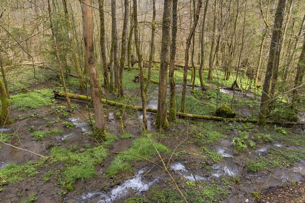 Spring water in a forest area