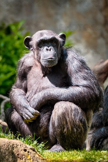 Portrait of a chimpanzee monkey ape from Africa in jungle tropical rainforest