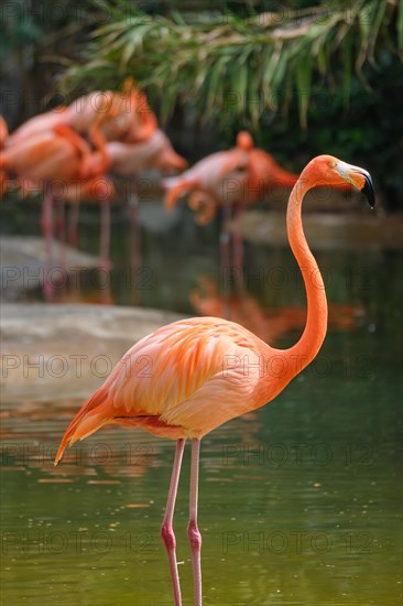 American flamingo