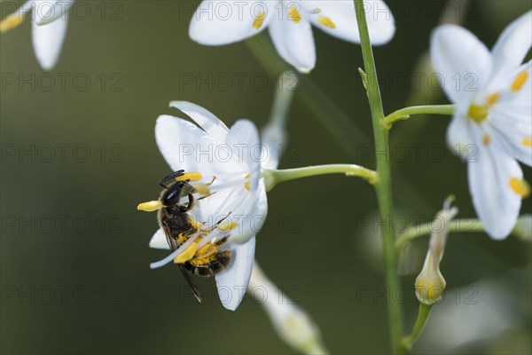 Sweat bee