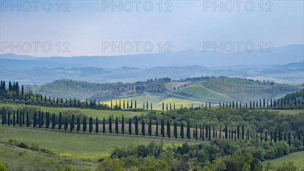 Hilly landscape with cypresses