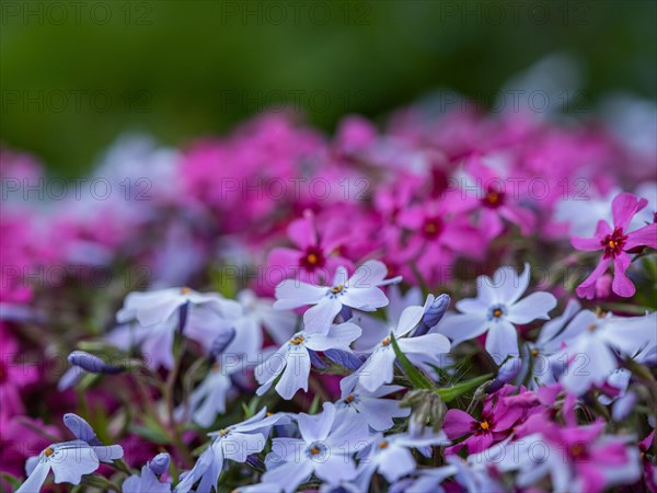 Flowering creeping phlox