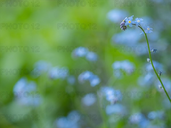 Wood forget-me-not