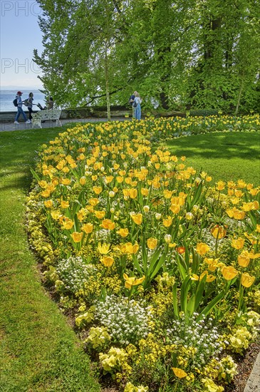 Yellow tulips