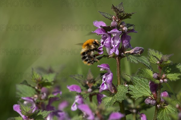 Common carder-bee