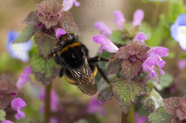 Large earth bumblebee