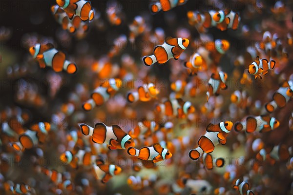 Clown Anemonefish