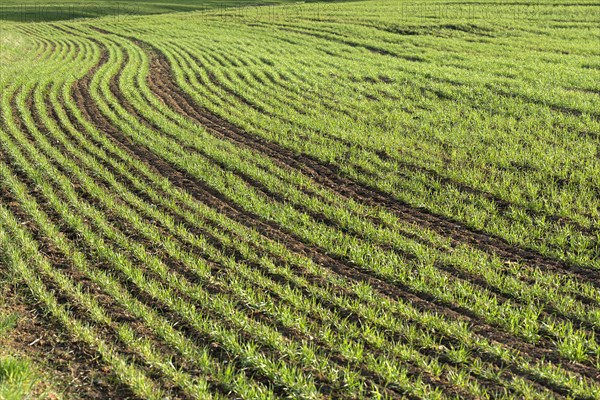 Sprouting winter wheat