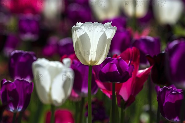 Flowering tulips