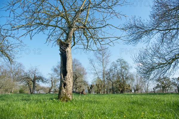 Orchard meadow as nature conservation area
