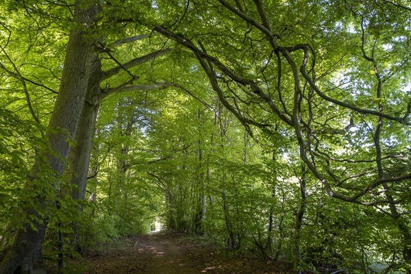 Beech forest