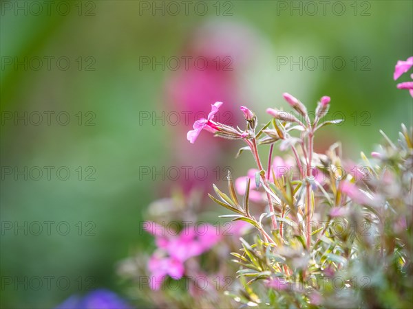 Flowering creeping phlox