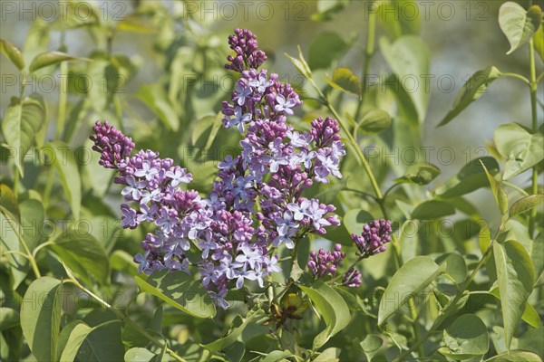 Common lilac