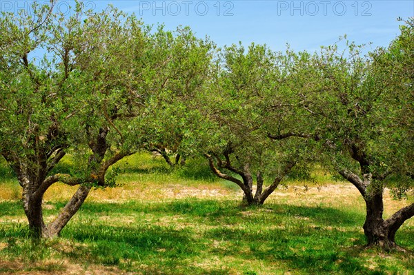 Olive trees