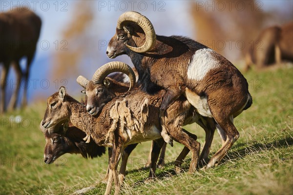 European mouflon