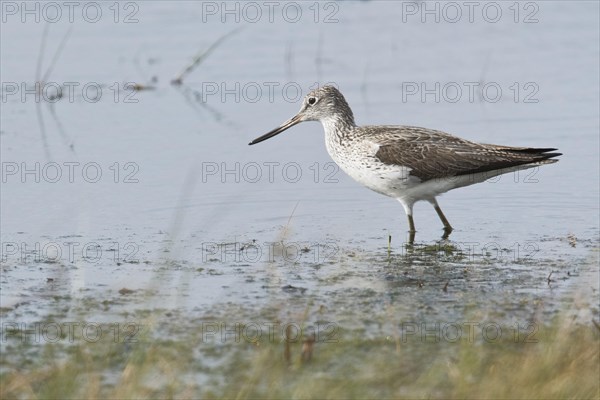 Common greenshank