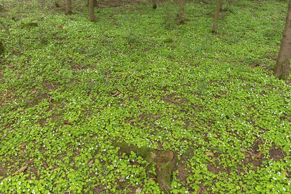 Flowering wood sorrel