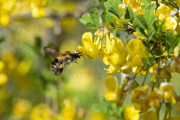 Common carder-bee