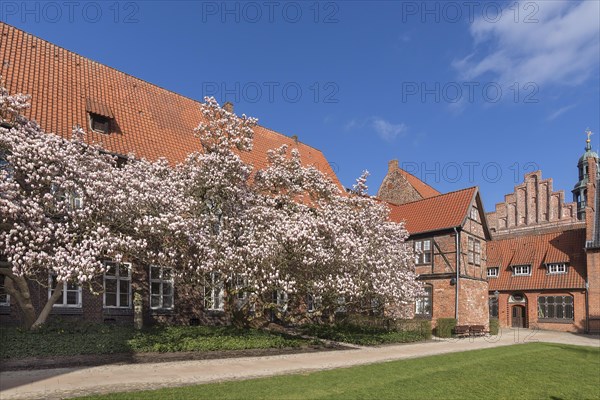 Flowering magnolias