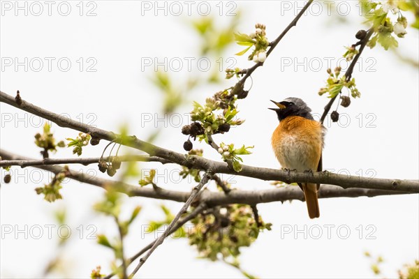 Common redstart