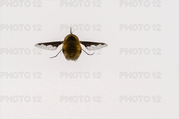 Spotted woolly hawk moth