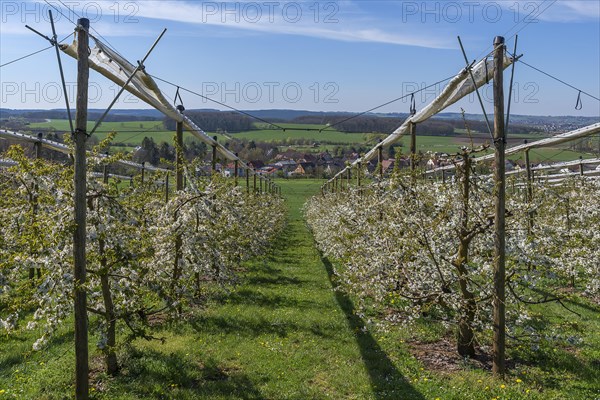 Blossoming wild cherry