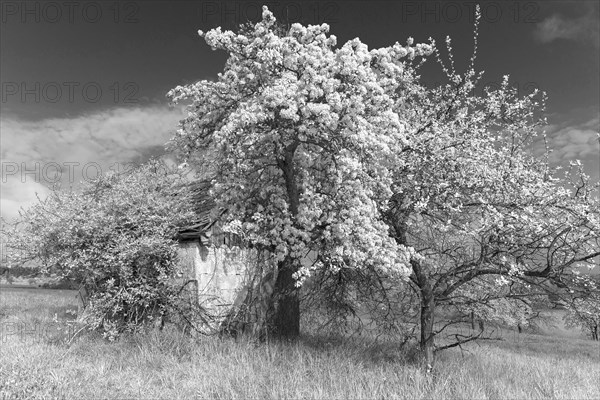 Flowering european pear