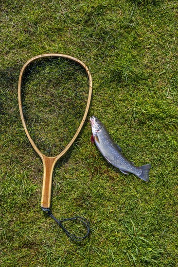 Caught trout and landing net lies on lawn