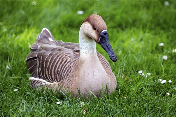 Swan goose