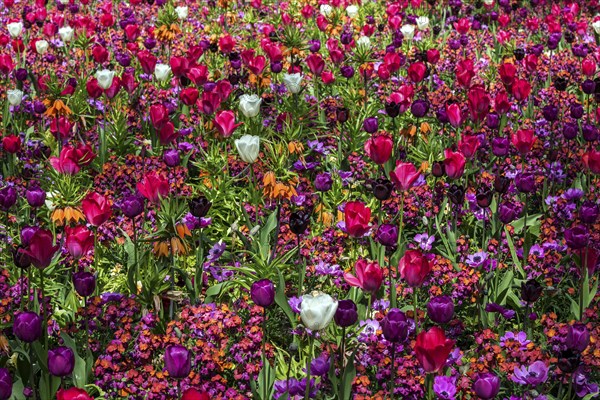 Field with flowering tulips