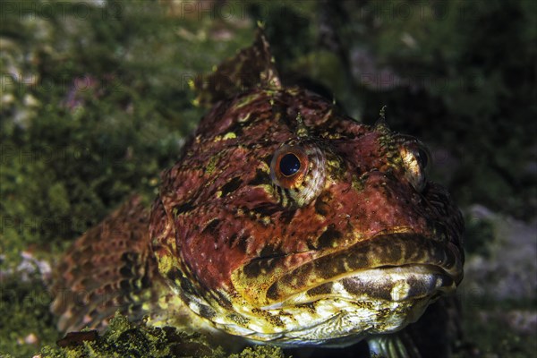 Red sea raven