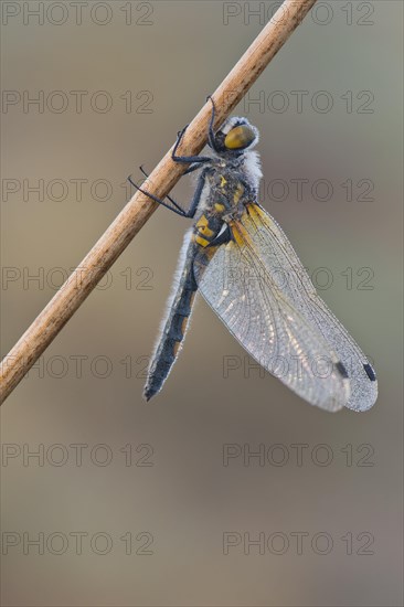 Four-spotted chaser