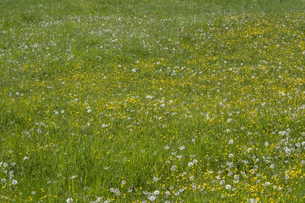 Meadow