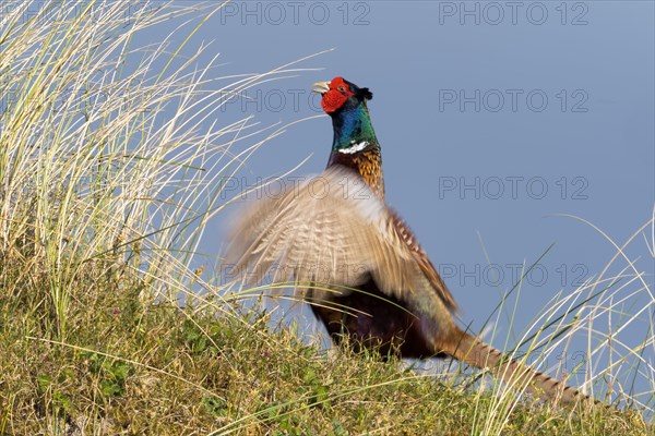 Pheasant