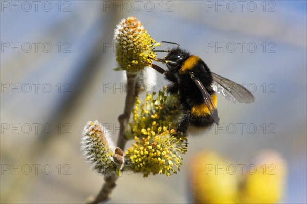 Large earth bumblebee