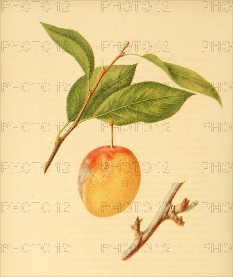 Pflaume der Sorte Jefferson Plum