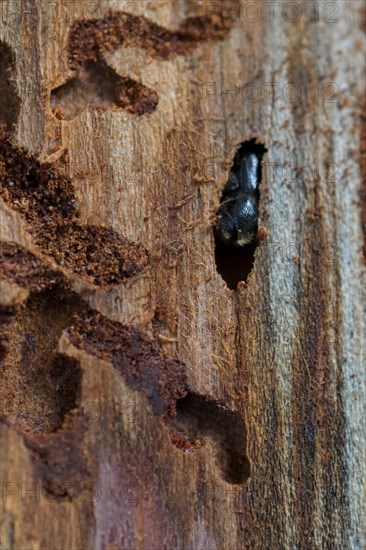 European spruce bark beetle