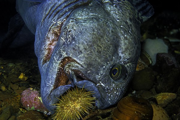 Atlantic wolffish