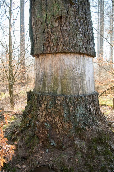 Ringing in the Eifel National Park