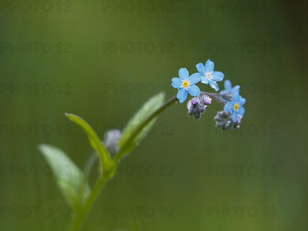 Wood forget-me-not