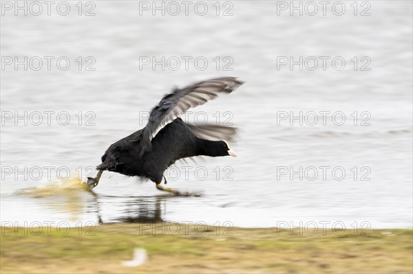 Common coot