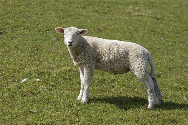 Lamb on dyke