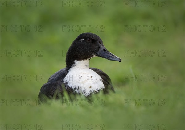 Mallard