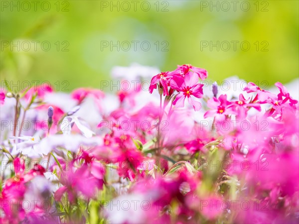 Flowering creeping phlox