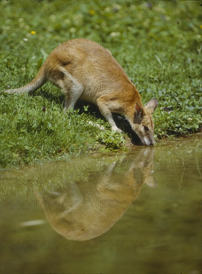 Flink-Wallaby