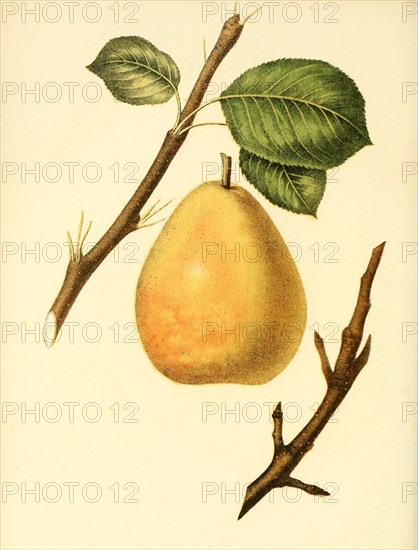 Birne der Sorte Buffum Pear