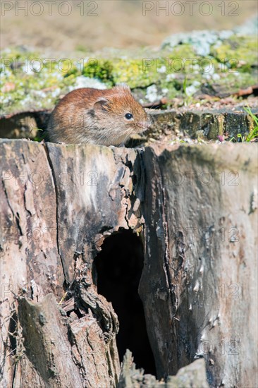 Bank vole